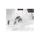 HIKMICRO GRYPHON GQ35L Kézi Hőkamera lézeres távmérővel és éjszakai kamerával